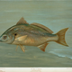 Illustration for article titled Fishes of North America That are Captured on Hook and Line